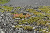2014-08-02_06FritzPflaum-Steig (192).JPG